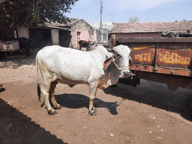 ગીર ગાય ઑરીજનલ