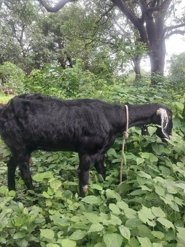 બકરી બોરી વેચવા...