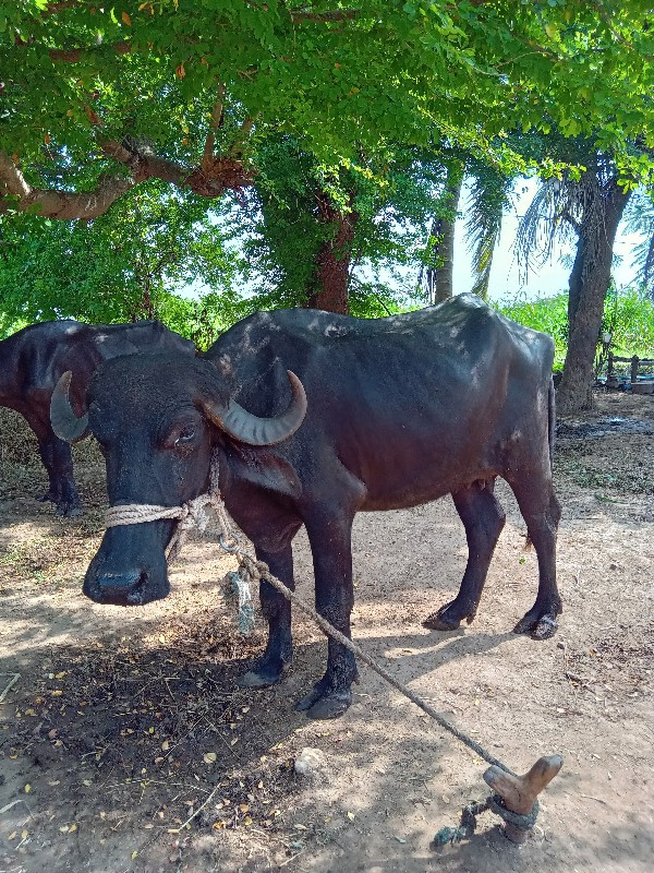 ભેંસ વેચવાની છે