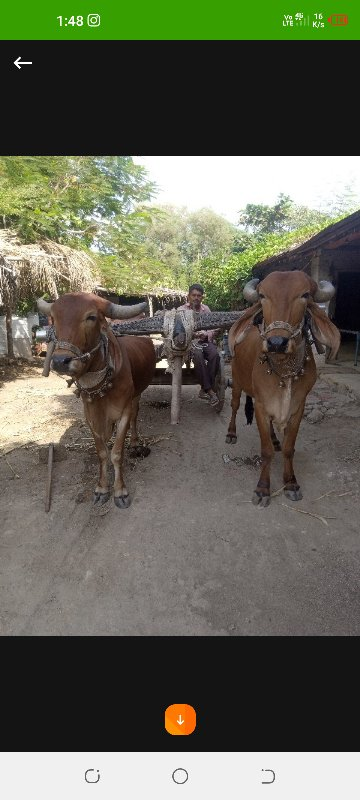 બળદવેશવાનાછે
બળ...