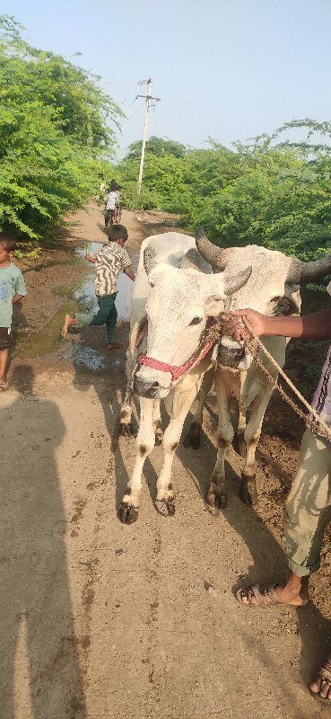 ગોદલા વેચવાના છ...