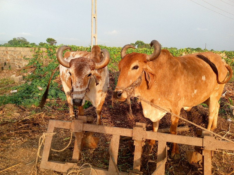 ‌‌બરધ. વેસવાના...