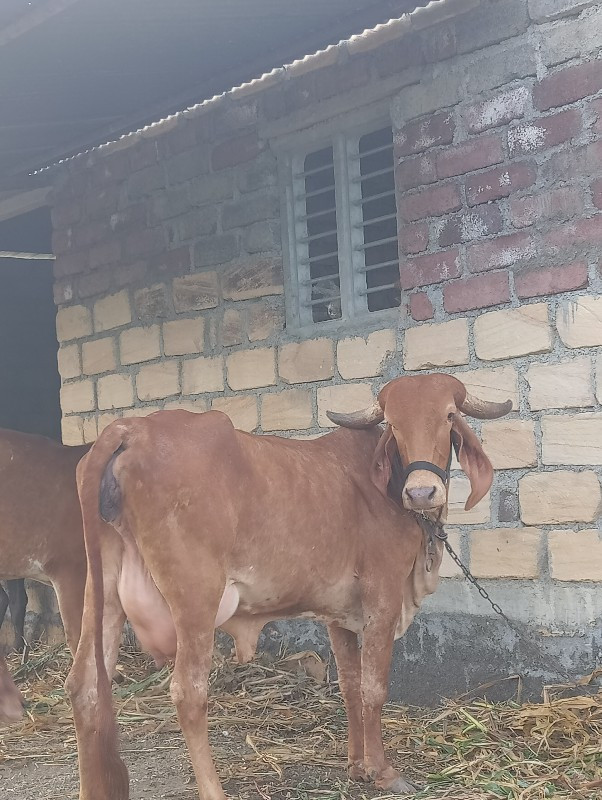 સોન કપીલા ગાય વ...