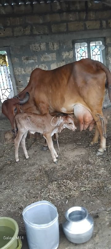 ગાય વેચવાની છે