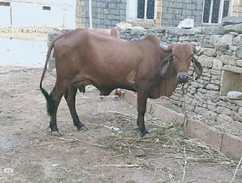 આખી કાળી ગાય વે...