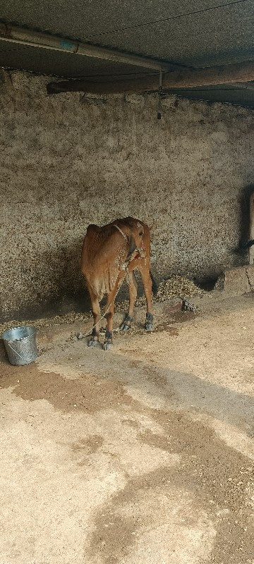 ઓરીજનલ ગીર વાછડ...