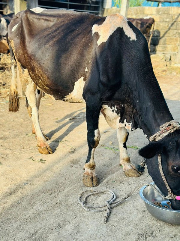 ગાય વેસવા ની છે