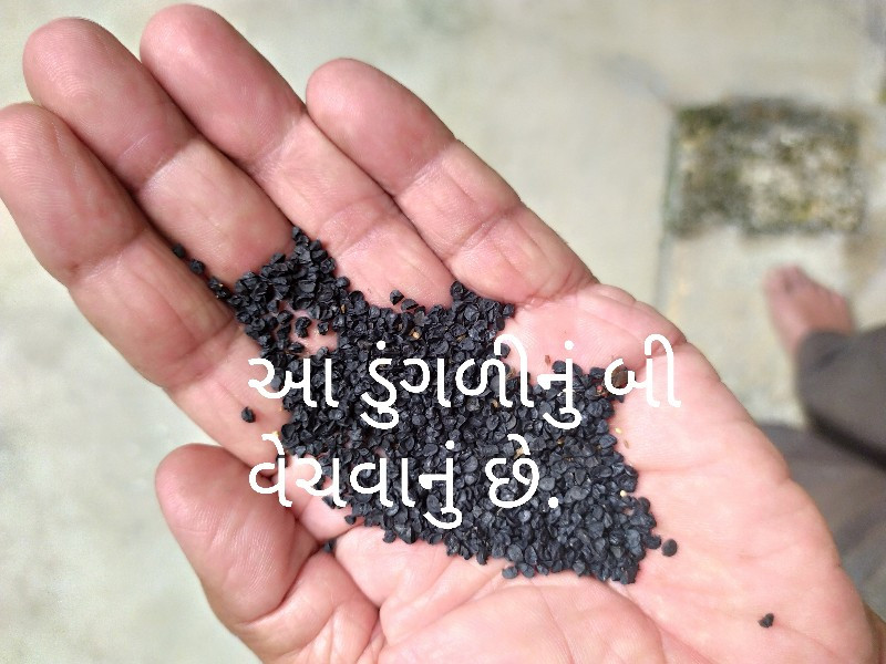 પીળી પતી કાંજી...