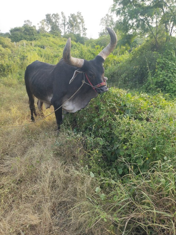 ગોઢલો વેચવાનો છ...