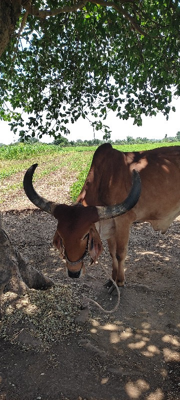 બળદ વેચવાનો છે