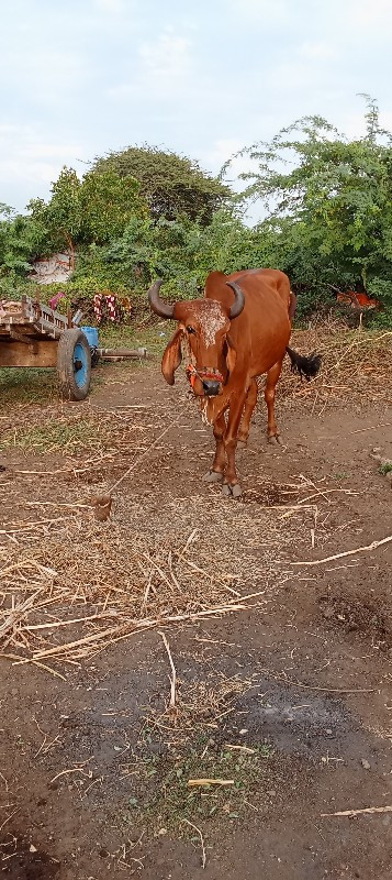 હરેશ ભરત વેચવાન...