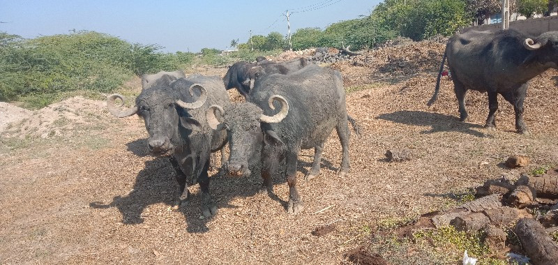 આબેયભેસુવેસવાની...