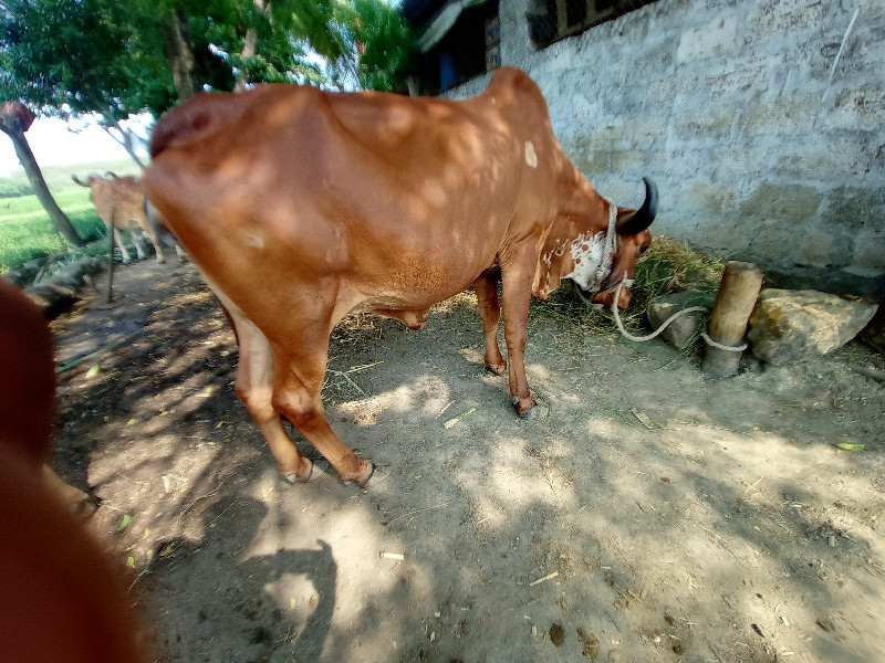 ગીર ગાય વેચવાની...