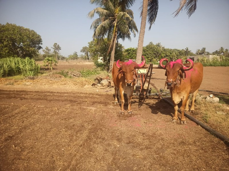 બળદ વેચવાના છે