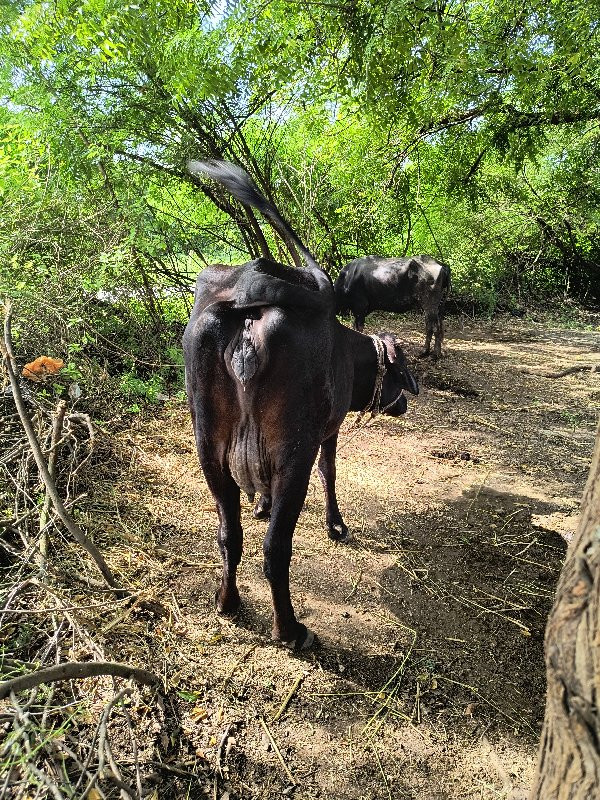 દેશી ક્રોસ ગાય