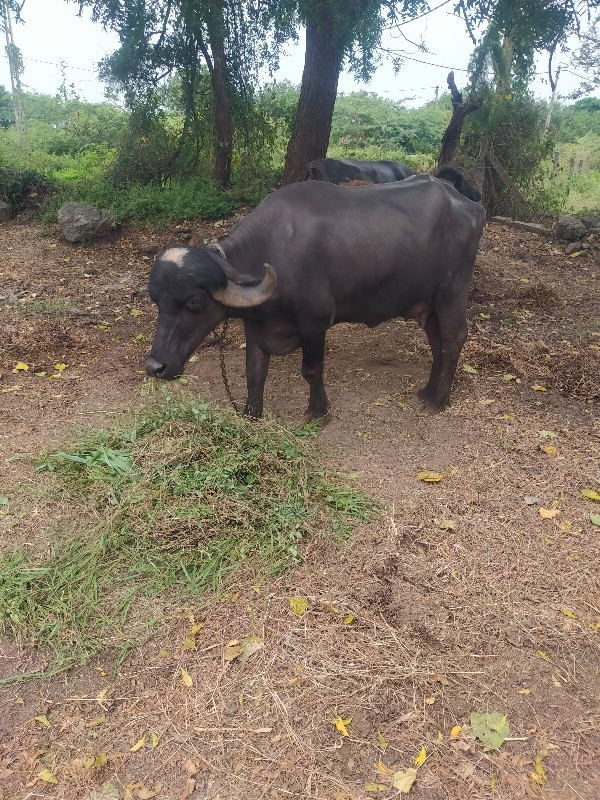 વિઆણેલ