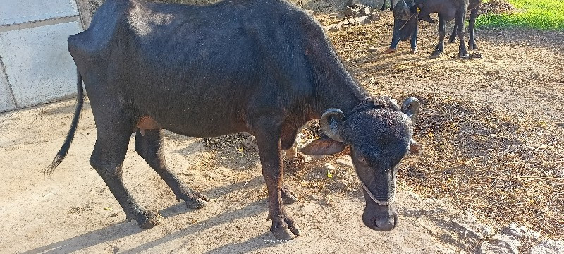 વેસવાની છે