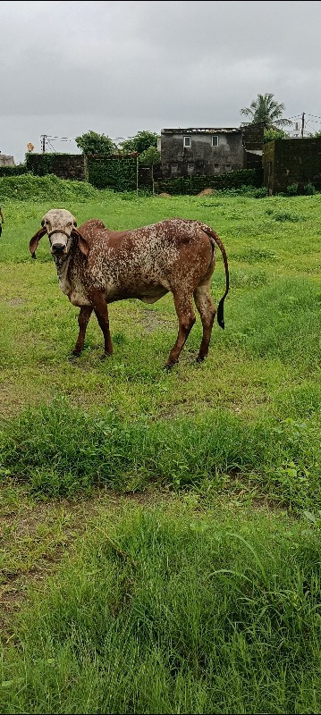 કાબરી.     હોડક...