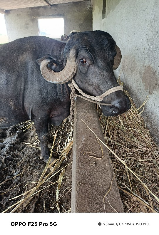 ખડેલી વેચવા નીછ...