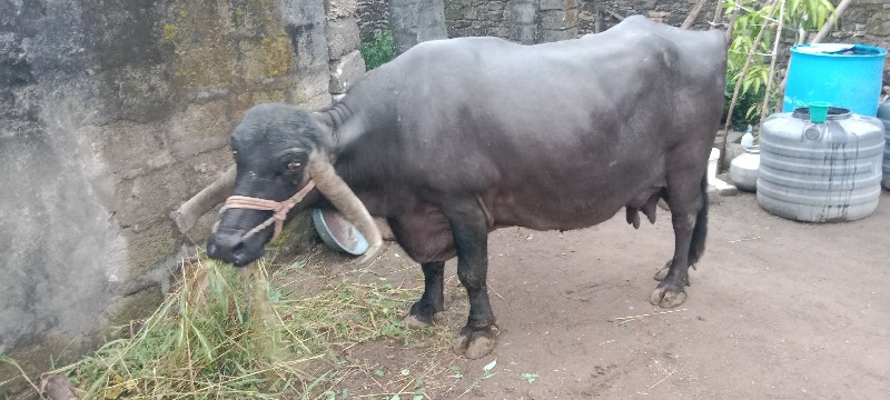 ભેસ વેચવાનિ છે