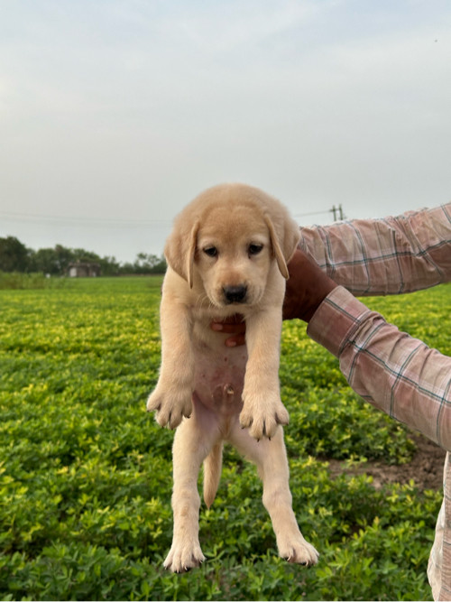 Labrador puppy...