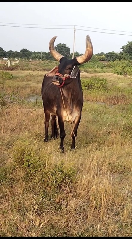 બળદ વેચવાના છે...