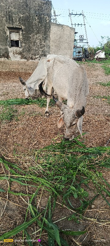 ગોદલા વેચવા ના...