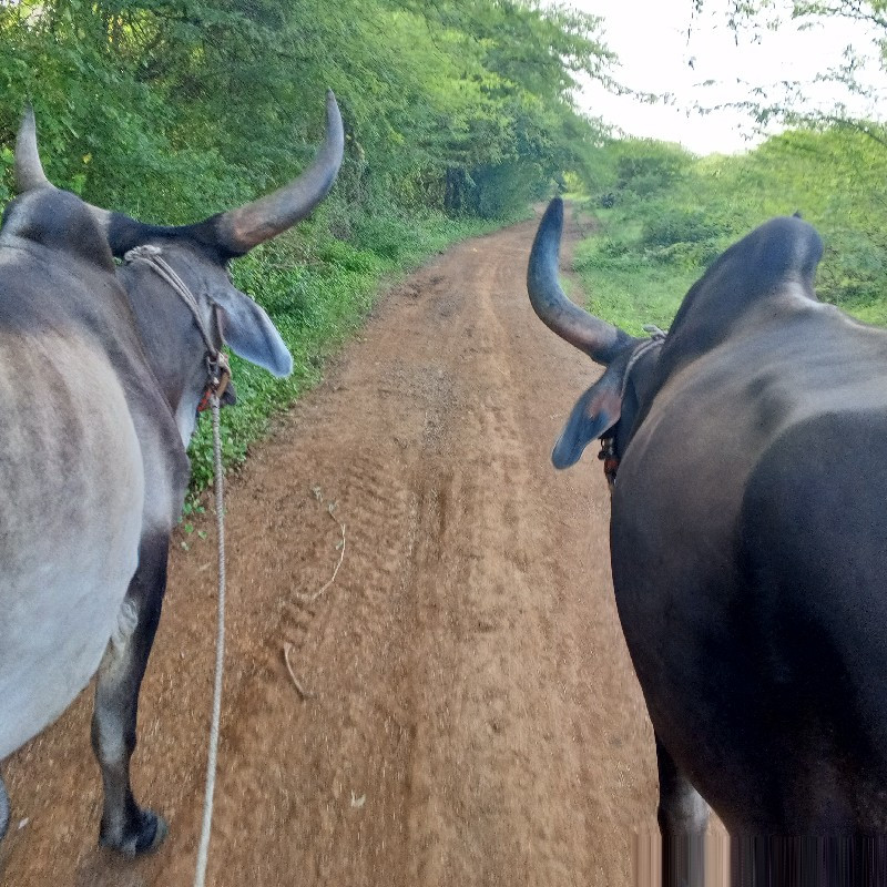 બળદવેશવાનાશે