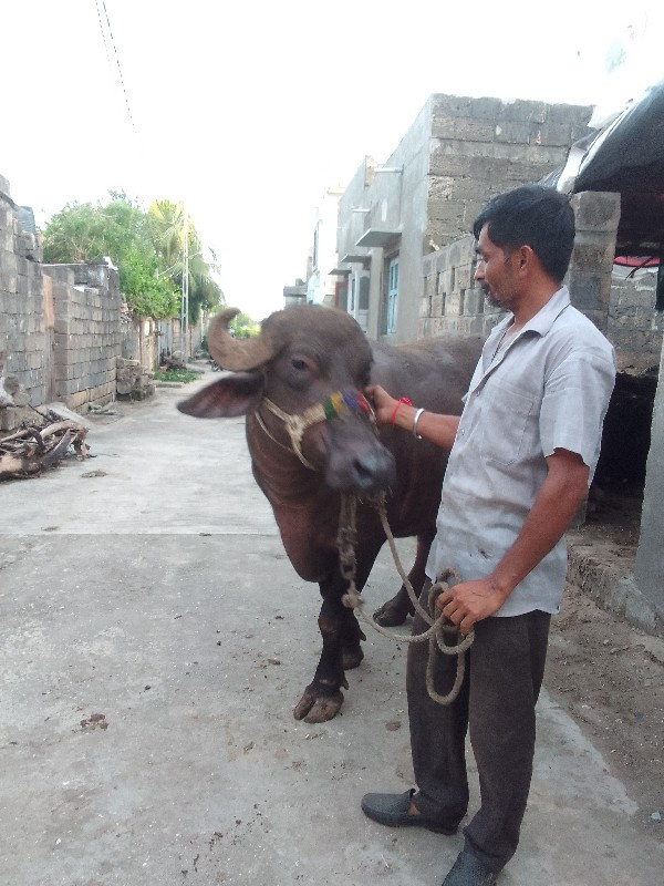 પેલું વેતર ખડેલ...