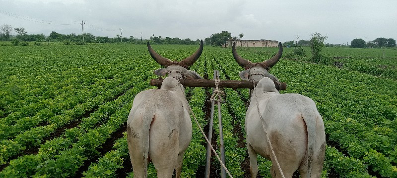 વાછડો વેચવાન છે