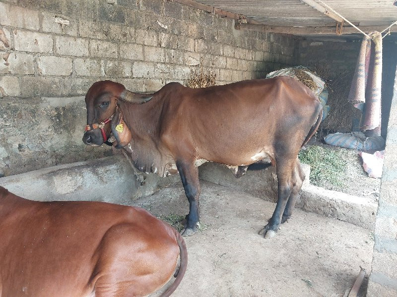 ખેડુત