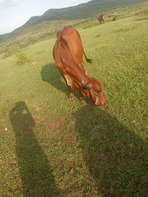 ગોરી ગાય વેચવાન...