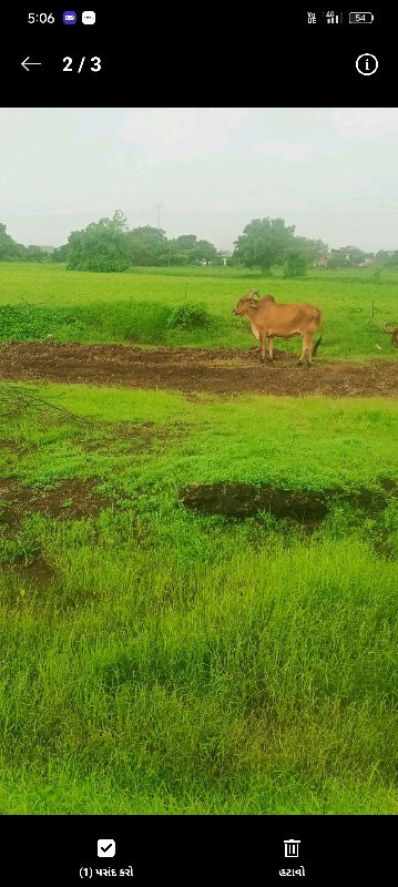 બળદ વેચવાના છે