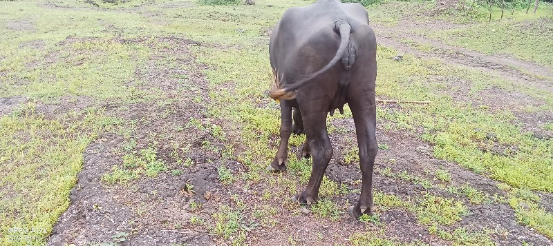 કરો લેવી હોય તો...