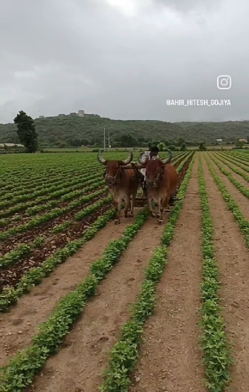 બળદ વેચવા ના છે...