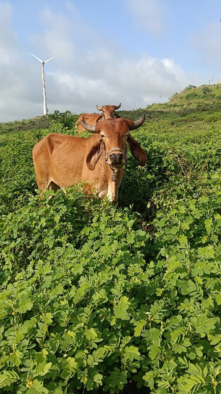 ગોઢલા