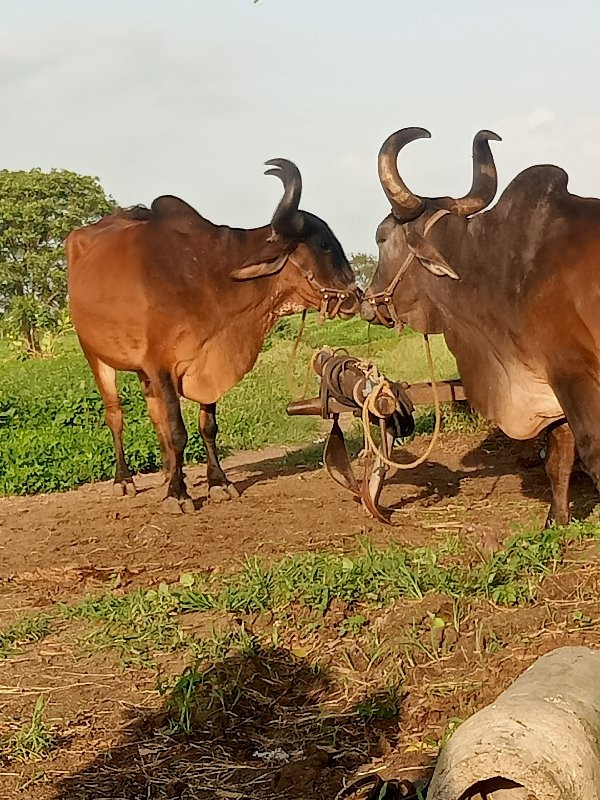 બળદ  વેચવાના છે