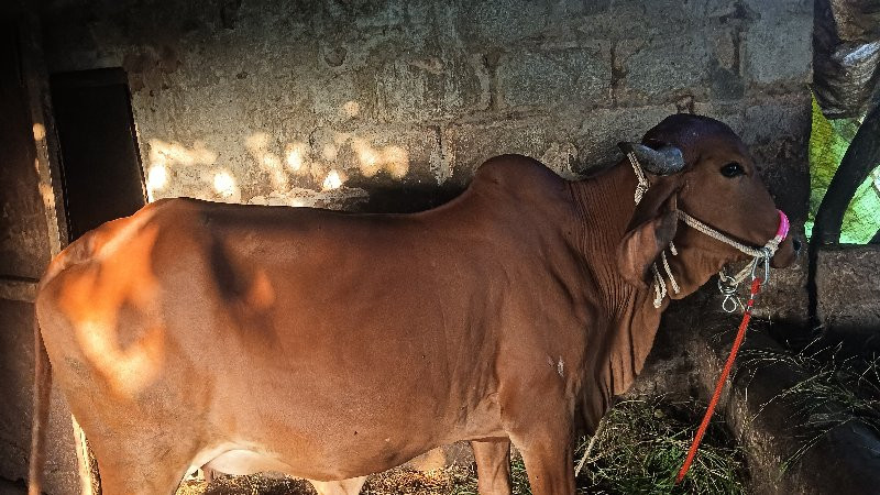 પેલું વેતર