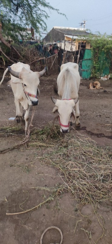 ગોદલા વેચવાના છ...