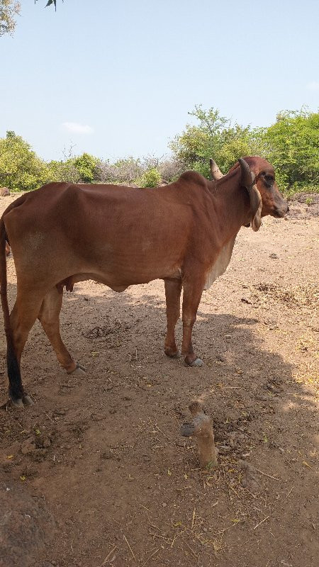 ગાય વેચવાની છે...