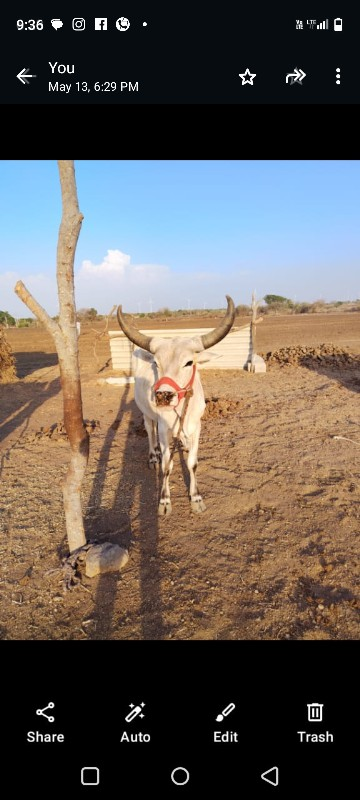 ઘોડલો વેચવાનો છ...