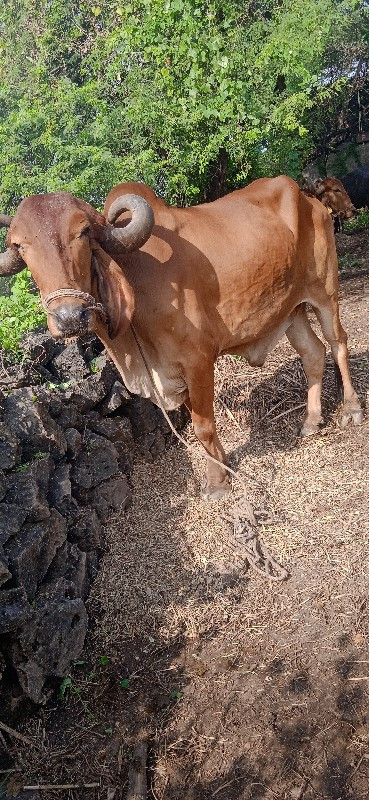 બળદ વેચવાના છે