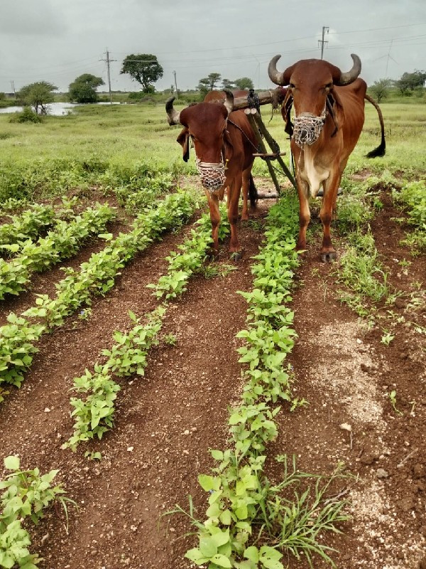 વહેંચવાના છે