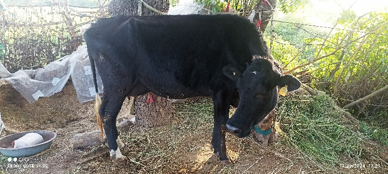 ગાયુ બે વેસવાની...