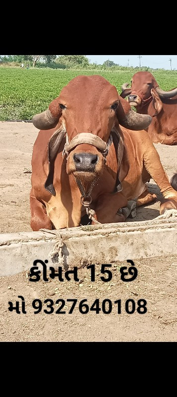 2 ગીર હોડકી વેચ...