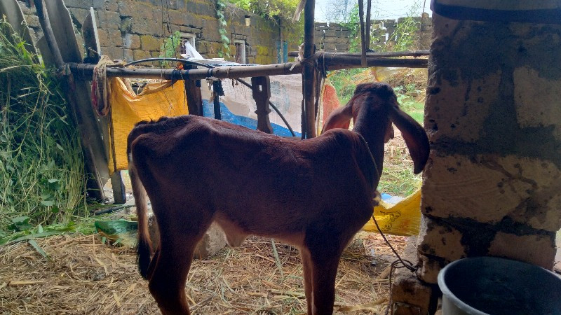 chanbu mahida મ...