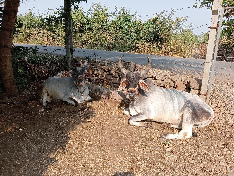 ગોંઢલા વેચવાના...