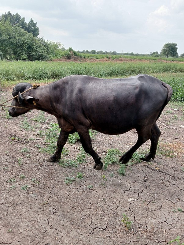 ભેંસ વેચવાની છે