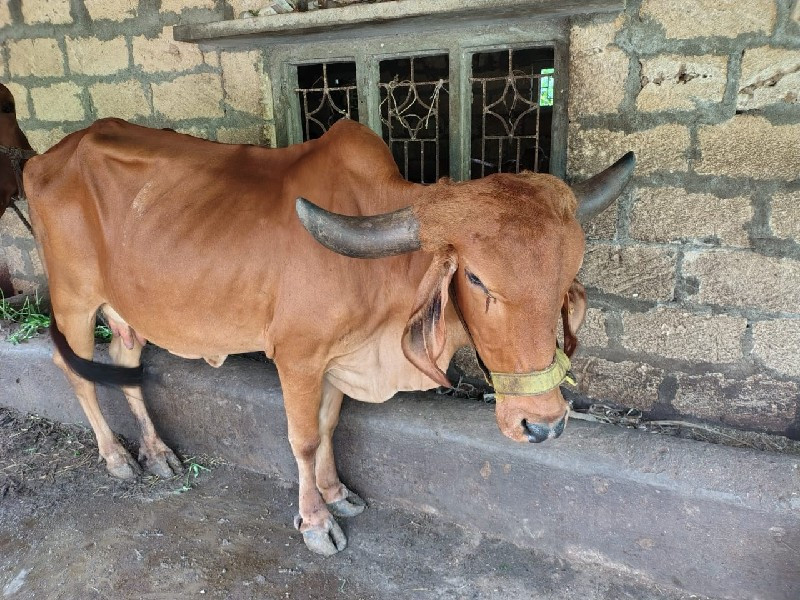 ગાય વેસવાનિહે