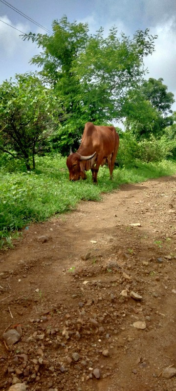 ત્રણ ગીર ગાયુ વ...